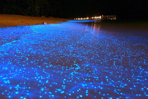 blue maldives